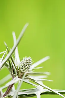 Tough: Sea holly, Eryngium variifolium close up of flower