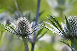 Eryngium: Sea holly, Eryngium x zabelii Jos Eijking