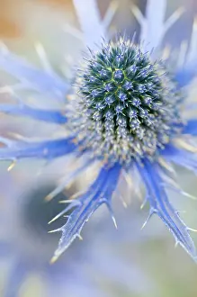 Eryngium: Sea holly, Eryngium zabelii Big Blue
