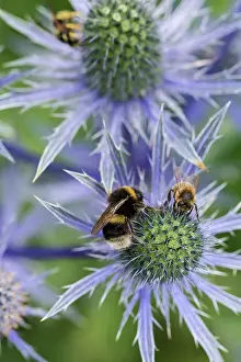 Bombus: Sea holly, Eryngium zabelii cultivar, Blue subject