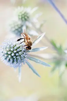 Eryngium: Sea Holly, Flat Sea holly, Eryngium planum, A bee