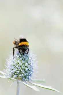 Bumble: Sea Holly, Flat Sea holly, Eryngium planum, A Bumble