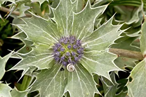 Umbel: Sea-holly - in flower