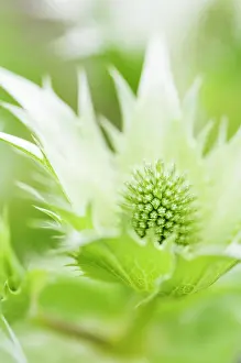 Tough: Sea holly, known as Miss Wilmott's ghost, Eryngium giganteum