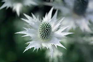 Tough: Sea holly, known as Miss Wilmott's ghost, Eryngium giganteum