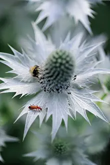 Tough: Sea holly, known as Miss Wilmott's ghost, Eryngium giganteum