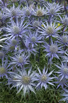 Eryngium: Sea Holly, Mediterranean sea holly, Eryngium bourgatii