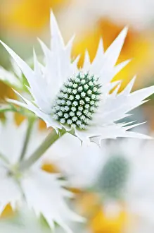 Giganteum: Sea holly, Miss Wilmott's ghost