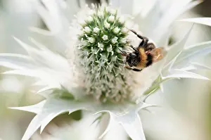 Giganteum: Sea holly, Miss Wilmott's ghost, Eryngium giganteum