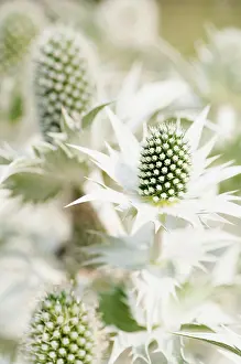 Giganteum: Sea holly, Miss Wilmott's ghost, Eryngium giganteum