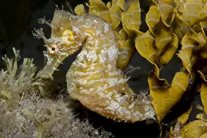 Hippocampus: Sea-horse (Hippocampus hippocampus), Tenerife, Fish