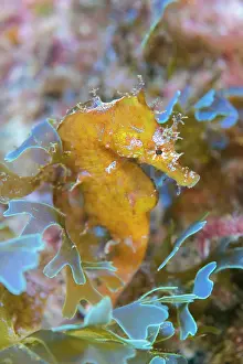 Algae: Sea-horse (Hippocampus hippocampus. Fish of the