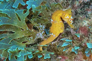 Algae: Sea-horse (Hippocampus hippocampus. Fish of the