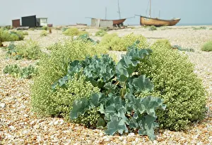 Crambe: Sea Kale