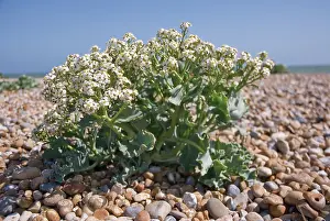 Crambe: Sea-kale