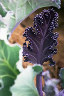 Crambe: Sea-kale