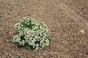 Crambe: Sea-kale