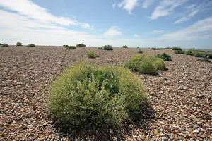 Crambe: Sea-kale