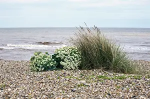 Crambe: Sea-kale