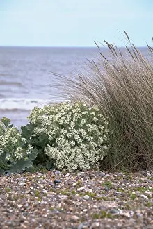Crambe: Sea-kale
