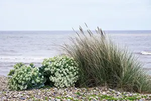 Crambe: Sea-kale