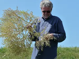 Dike: Sea Kale
