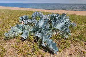 Baltic: Sea Kale