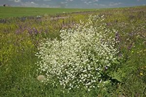 Crambe: Sea-kale in flowery pasture north-east Turkey