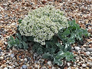 200620: Sea Kale grows on shigle beaches, coasts of England
