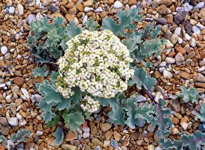 Crambe: SEA KALE - ON SHINGLE