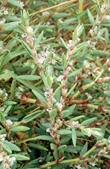 Maritimum: Sea KNOTGRASS