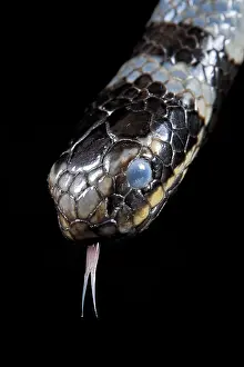 Elapidae: Sea krait (Laticauda colubrina), Extremely venomous