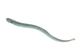 Marinus: Sea Lamprey