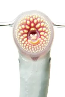 Marinus: Sea Lamprey