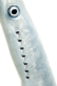 Marinus: Sea Lamprey