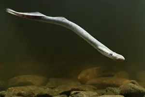 Marinus: Sea Lamprey