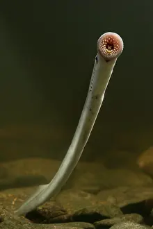 Marinus: Sea Lamprey