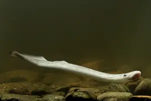 Marinus: Sea Lamprey