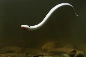 Marinus: Sea Lamprey
