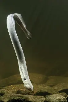 Marinus: Sea Lamprey