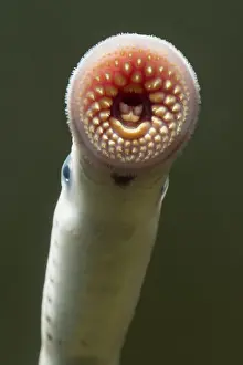 Marinus: Sea Lamprey