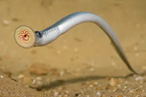 Marinus: Sea Lamprey