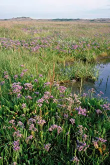 Glasswort: Sea Lavendar - and other saltmarsh plants including