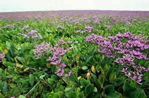 Limonium: Sea LAVENDER