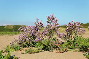 Limonium: Sea Lavender