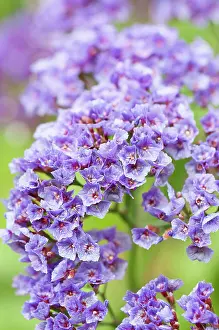 Flowerhead: Sea lavender
