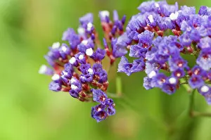 Foam: Sea lavender