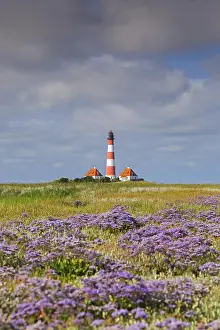 Lavender: Sea-lavender in flower and lighthouse Westerheversand at Wes