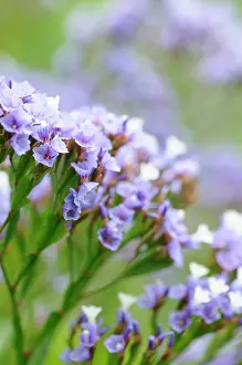 Foam: Sea Lavender, Limonium sinuatum, Close up detail of small ma