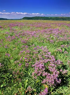 Limonium: Sea Lavender - on saltmarsh